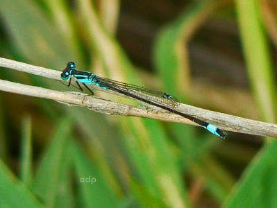 Blue-tailed Damselfly (Ischnura elegans pontica) Alan Prowse