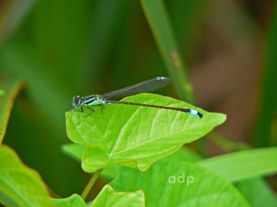 Blue-tailed Damselfly female, form infuscans, (Ischnura elegans) Alan Prowse