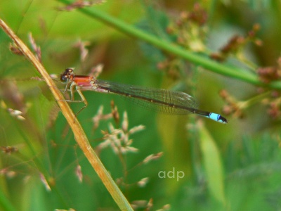 Blue-tailed Damselfly female, form rufescens (Ischnura elegans) Alan Prowse