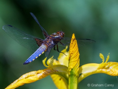 Broad-bodied Chaser (Libellula depressa) Graham Carey