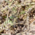 Green Hooktail (Paragomphus genei) ♂. Steve Covey