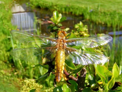 broad-bodied chaser (Libellula depressa) Kenneth Noble