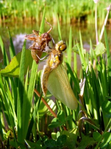 freshly emerged broad-bodied chaser (Libellula depressa) Kenneth Noble
