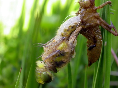 Emerging broad-bodied chaser (Libellula depressa) Kenneth Noble