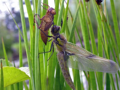 four-spotted chaser (Libellula quadrimaculata) Kenneth Noble