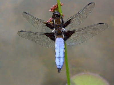 broad-bodied chaser (Libellula depressa) Kenneth Noble