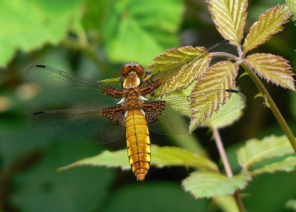 Broad-bodied Chaser female (Libellula depressa) Alan Prowse