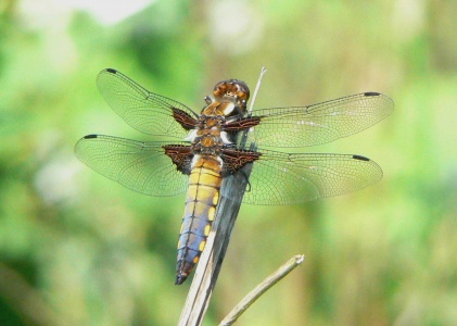 Broad-bodied Chaser imm m. (Libellula depressa) Alan Prowse