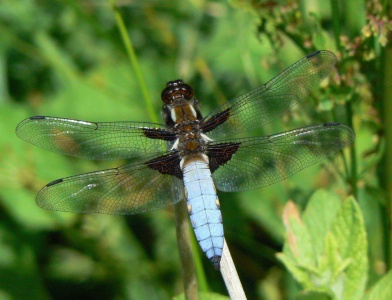 Broad -bodied Chaser male (Libellula depressa) Alan Prowse