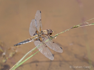 Four-spotted Chaser (Libellula quadrimaculata) Graham Carey