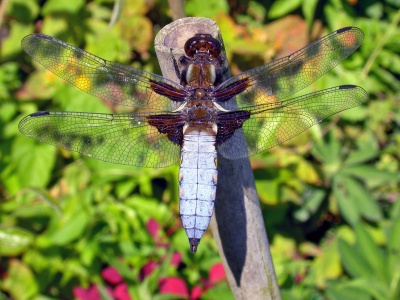 broad-bodied chaser (Libellula depressa) Kenneth Noble