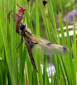 four-spotted chaser (Libellula quadrimaculata) Kenneth Noble