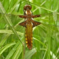 Broad-bodied Chaser [Libellula depressa] female. Steve Covey