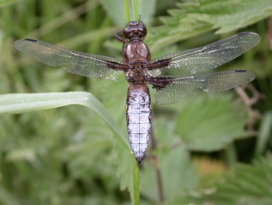 Broad-bodied Chaser [Libellula depressa] old male. Steve Covey
