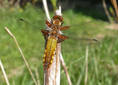 Broad-bodied Chaser [Libellula depressa] Immature male. Steve Covey