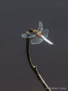Broad-bodied Chaser (Libellula depressa) Graham Carey