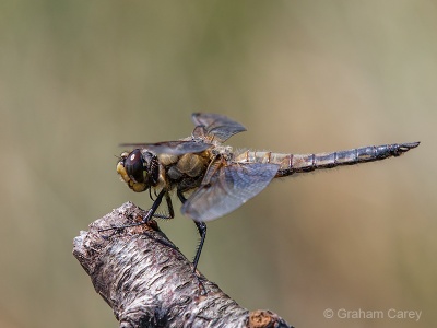 Four-spotted Chaser (Libellula quadrimaculata) Graham Carey