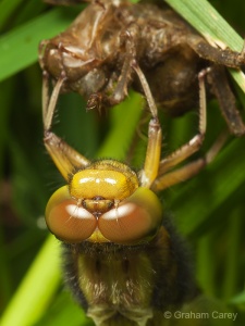 Broad-bodied Chaser (Libellula depressa) Graham Carey