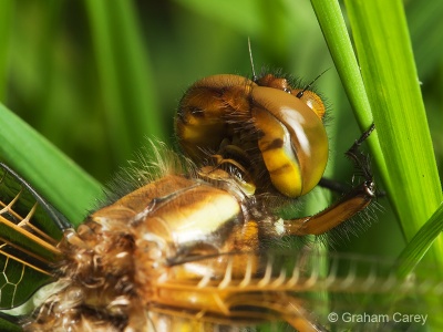 Broad-bodied Chaser (Libellula depressa) Graham Carey