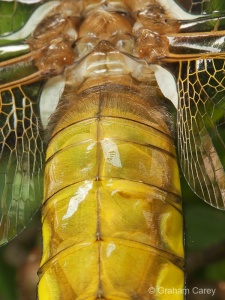 Broad-bodied Chaser (Libellula depressa) Graham Carey