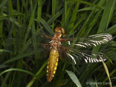 Broad-bodied Chaser (Libellula depressa) Graham Carey