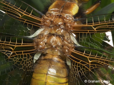 Broad-bodied Chaser (Libellula depressa) Graham Carey