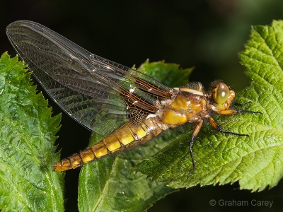 Broad-bodied Chaser (Libellula depressa) Graham Carey