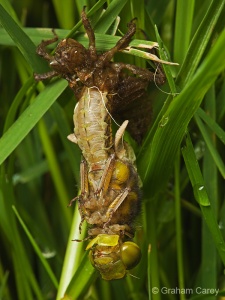 Broad-bodied Chaser (Libellula depressa) Graham Carey