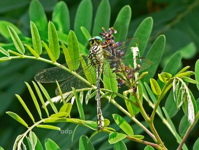 River Clubtail (Gomphus flavipes) Alan Prowse