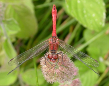 Ruddy Darter [Sympetrum sanguineum] Mature male. Steve Covey