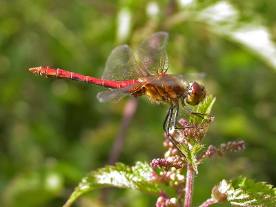 Ruddy Darter [Sympetrum sanguineum] sub-adult male. Steve Covey