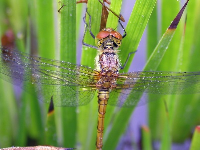 Common darter (Sympetrum striolatum) Kenneth Noble