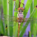 Common darter (Sympetrum striolatum) Kenneth Noble