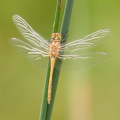 Common darter, imm (Sympetrum striolatum) Mark Elvin