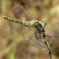 Red-veined Darter female (Sympetrum fonscolombii) Alan Prowse