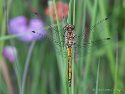 Black Darter (Sympetrum danae) Graham Carey