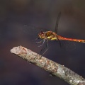 Common Darter (Sympetrum striolatum) Graham Carey
