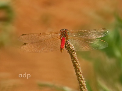 Red-veined Darter male (Sympetrum fonscolombii) Alan Prowse
