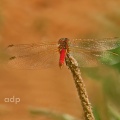 Red-veined Darter male (Sympetrum fonscolombii) Alan Prowse