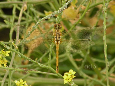 Red-veined Darter female (Sympetrum fonscolombii) Alan Prowse