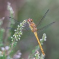 Common Darter (Sympetrum striolatum) Graham Carey