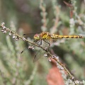 Common Darter (Sympetrum striolatum) Graham Carey