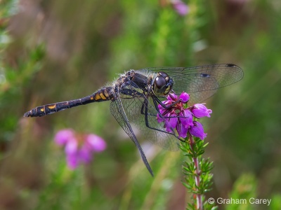 Black Darter (Sympetrum danae) Graham Carey