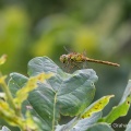 Common Darter (Sympetrum striolatum) Graham Carey