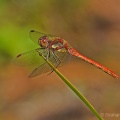 Common Darter (Sympetrum striolatum) Graham Carey