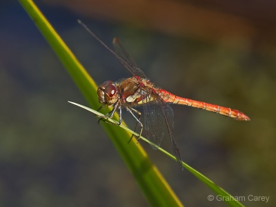 Common Darter (Sympetrum striolatum) Graham Carey