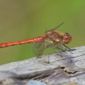 Common Darter (Sympetrum striolatum) Graham Carey