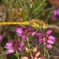 Common Darter (Sympetrum striolatum) Graham Carey