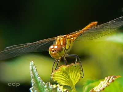 Common Darter (Sympetrum striolatum ) Alan Prowse