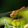 Common Darter (Sympetrum striolatum ) Alan Prowse